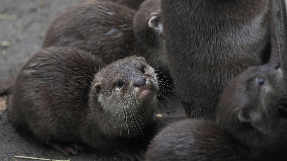 Otter's Tiny Dinner Mishap Turns Into the Funniest Little Drama