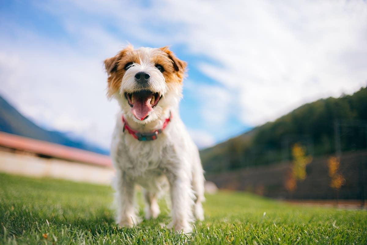  A lively Jack Russell Terrier, bred for constant movement and work.