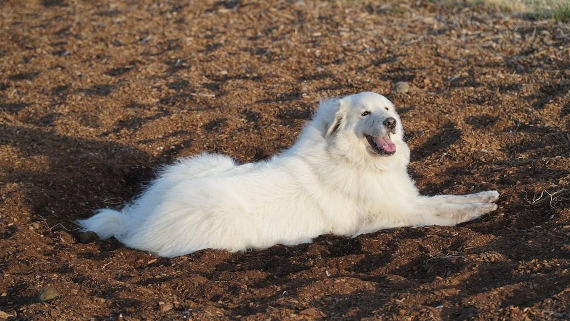 Great Pyrenees Finds Abandoned Puppies in the Woods-Then Something Incredible Happened 