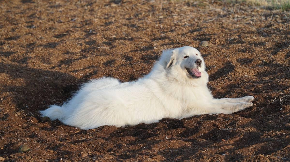 A Great Pyrenees dog lying in a park. 