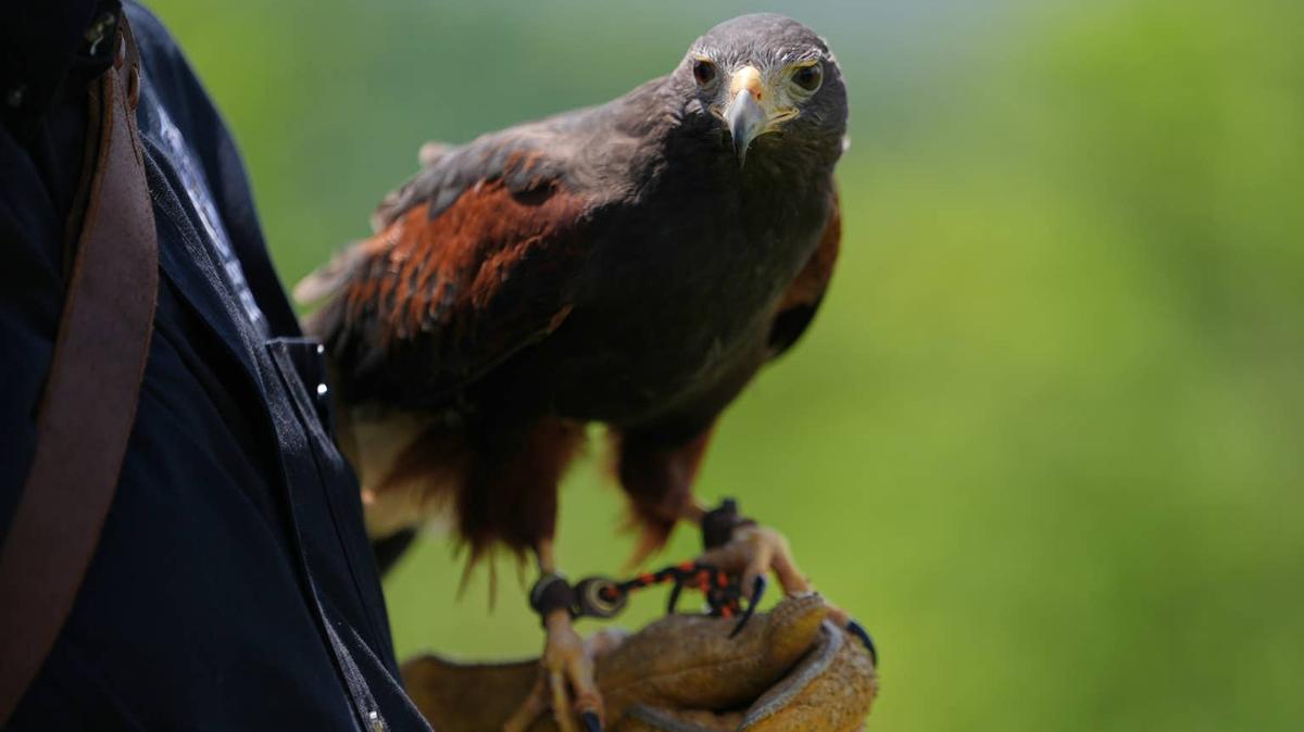 Harris Hawk on a gloved hand. 