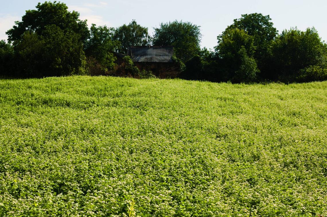  Buckwheat grown as ground cover.