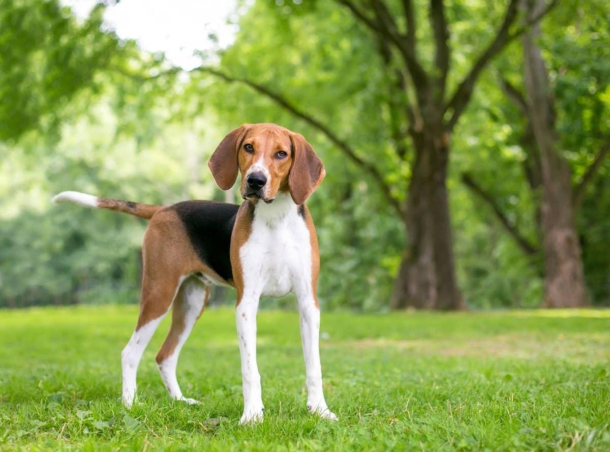  A Foxhound dog hiking in the woods. 