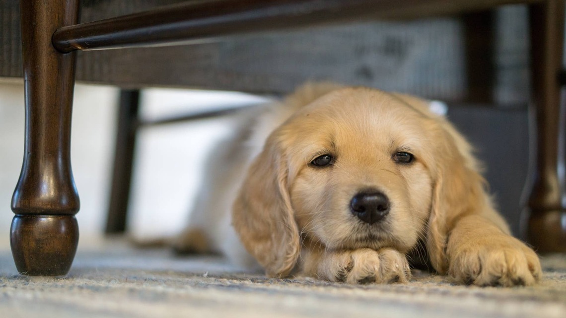 Golden Retriever Puppy Has the Saddest Eyes After Nobody Wanted To Play With Him 