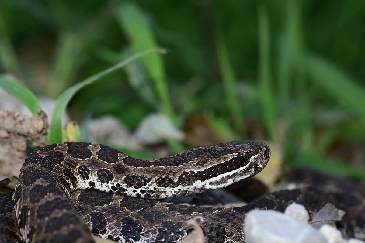  Massasauga Rattlesnakes are usually found in low-lying wetland areas.