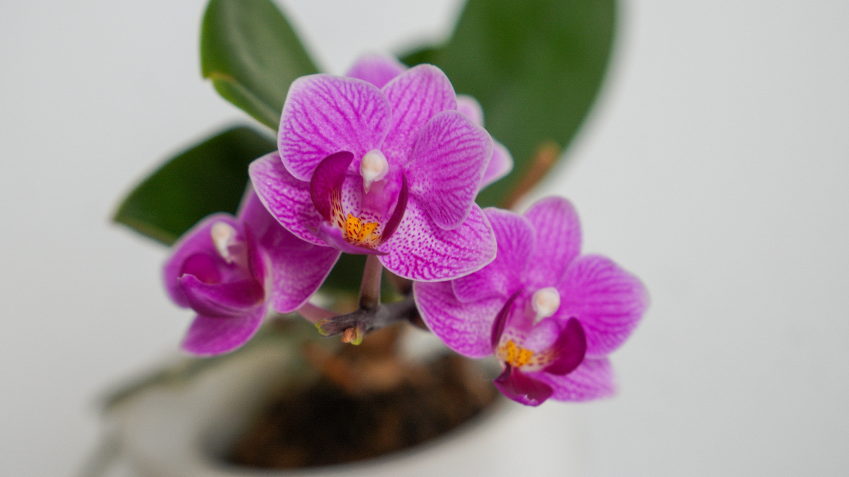 Westerlay Orchids 5" Mother & Child. 