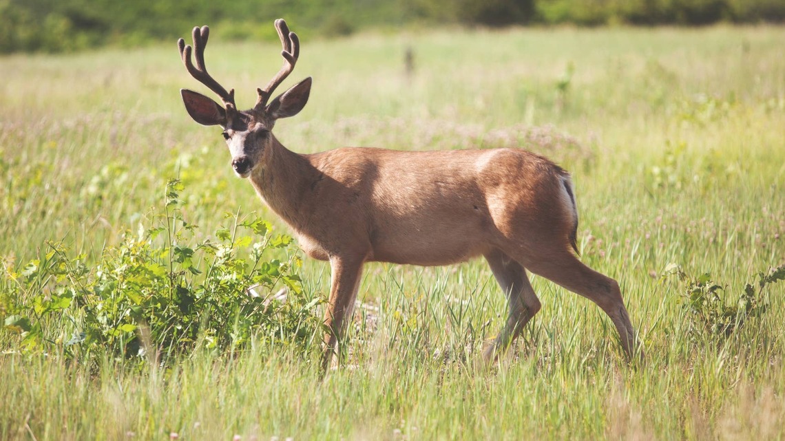 Woman Finds Her Window Shattered-and the Intruder Has Antlers