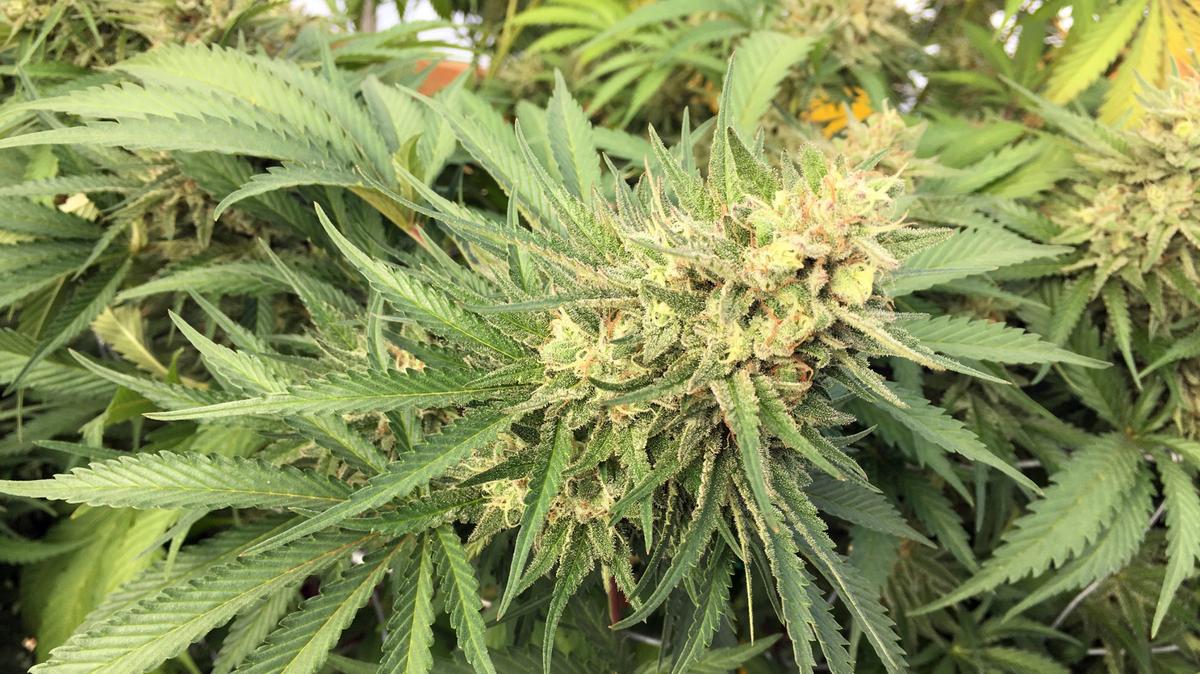 Marijuana is legally grown, sold and consumed in Oregon, but remains illegal in Idaho.