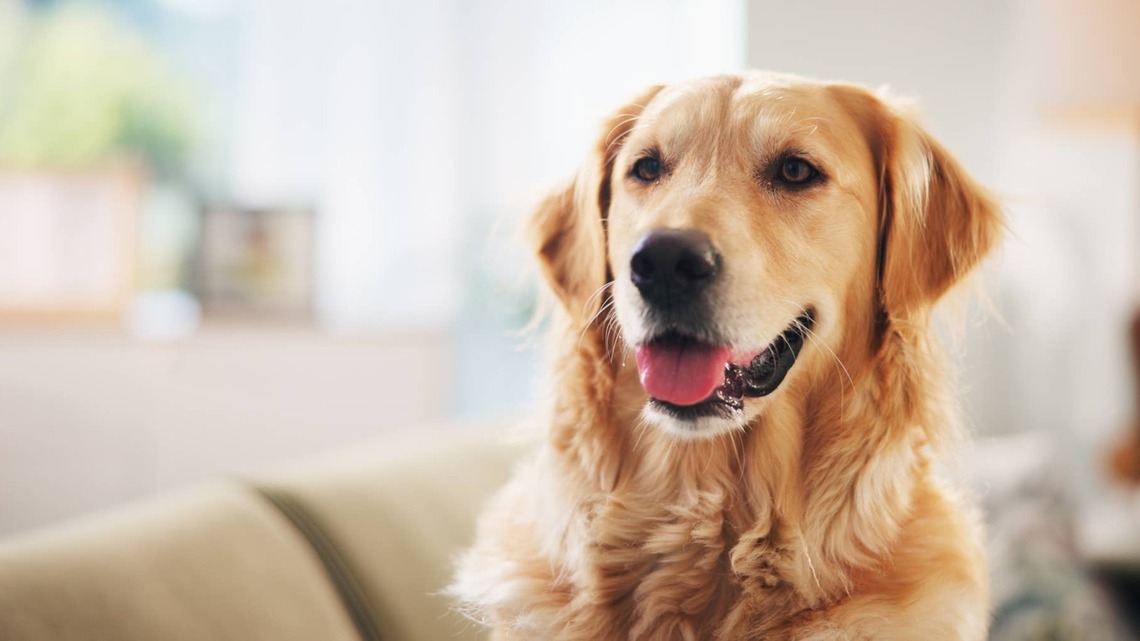 Vets Swear by These 7 Easy Ways to Freshen Your Dog's Breath at Home 