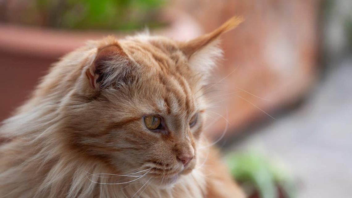 Maine Coon Cat's First Time Out in the Sun Is Pure Magic 