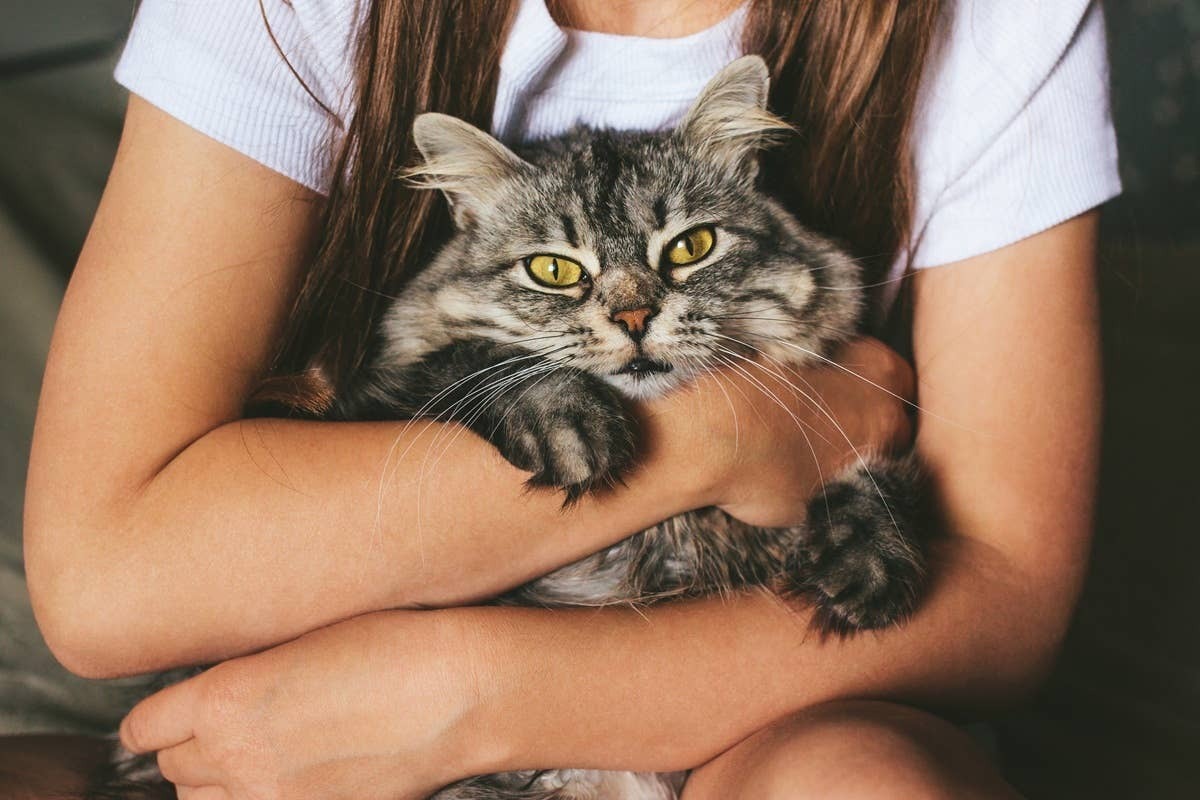  A gentle and cuddly cat wrapped in its owners arms.