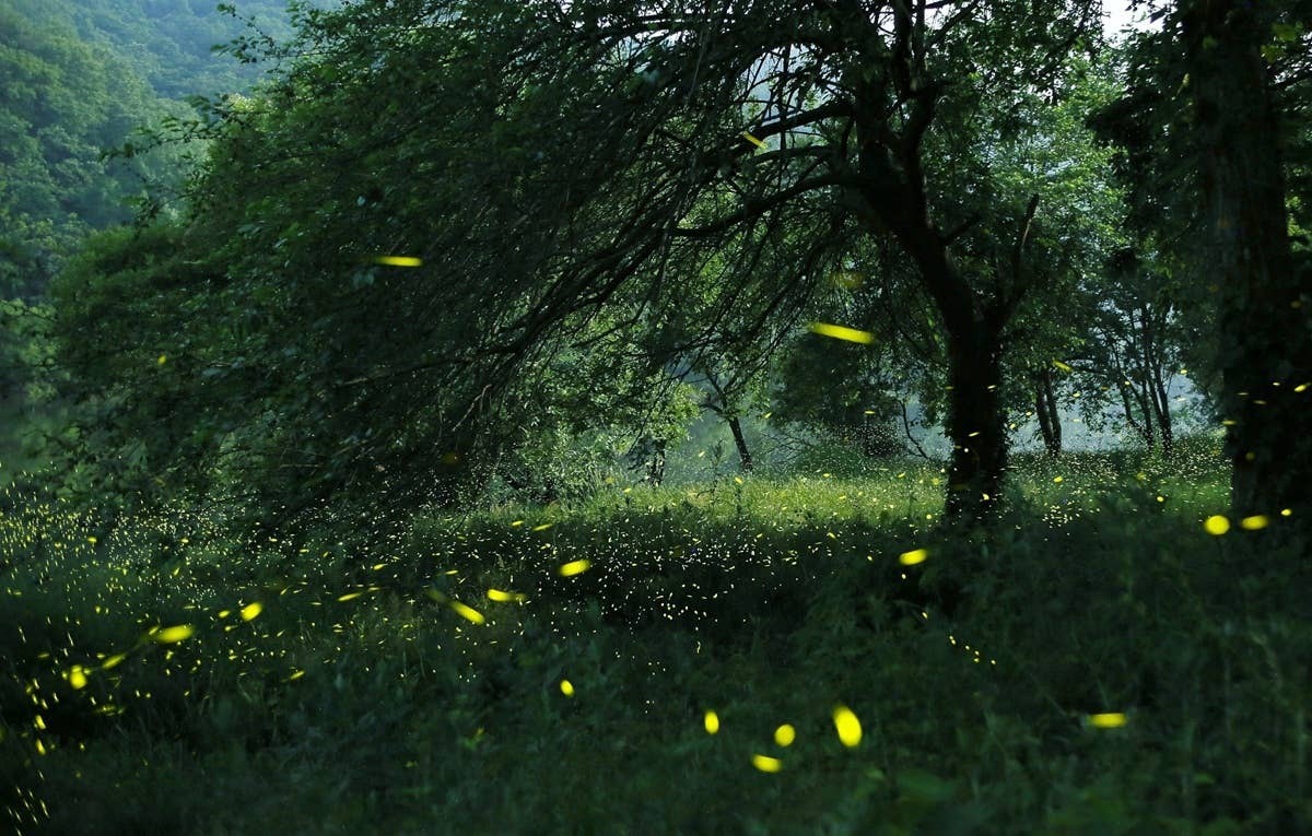  Fireflies are one of summer's most magical sights.