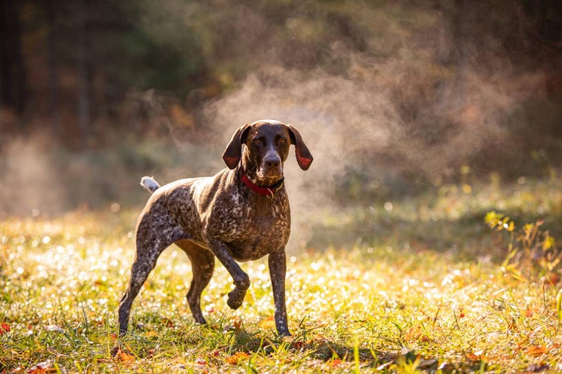  A German Shorthaired Pointer on a walk outside. 