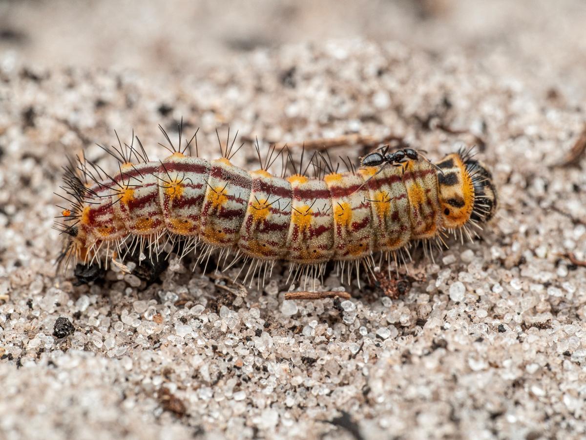 A new species of a copper caterpillar, discovered during a scientific expedition to Angola's remote Lisima plateau, is pictured in this handout image obtained by Reuters on June 3, 2026. The Wilderness Project/Handout via REUTERS