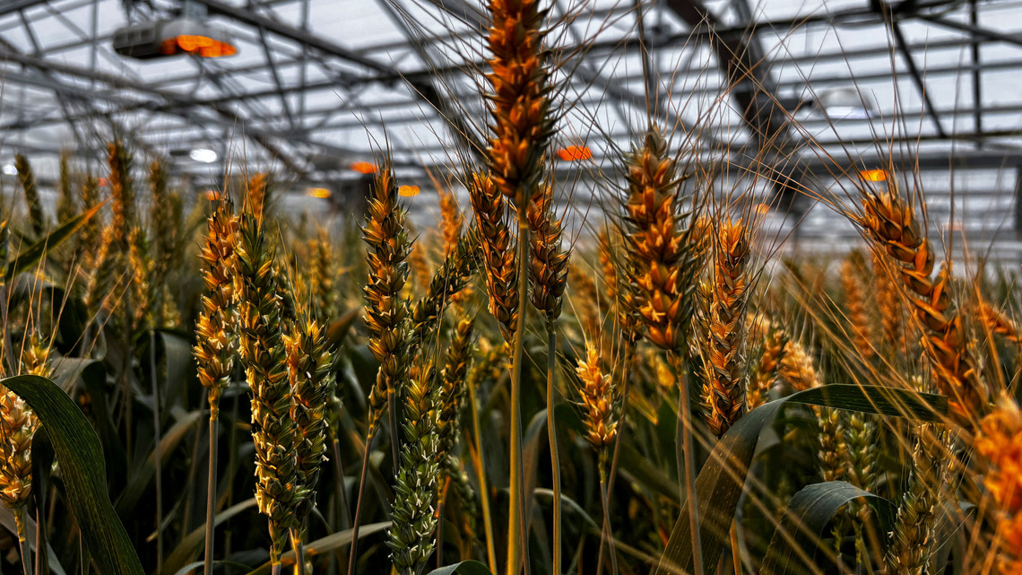Exclusive-Syngenta IPO aims for valuation of at least $66 billion, sources say 