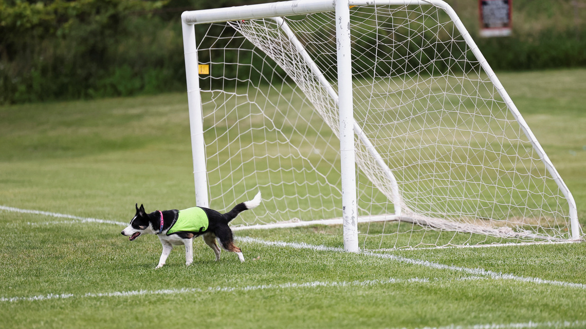 Soccer-No wild goose chase: Two dogs keep birds off World Cup training pitch in Toronto 