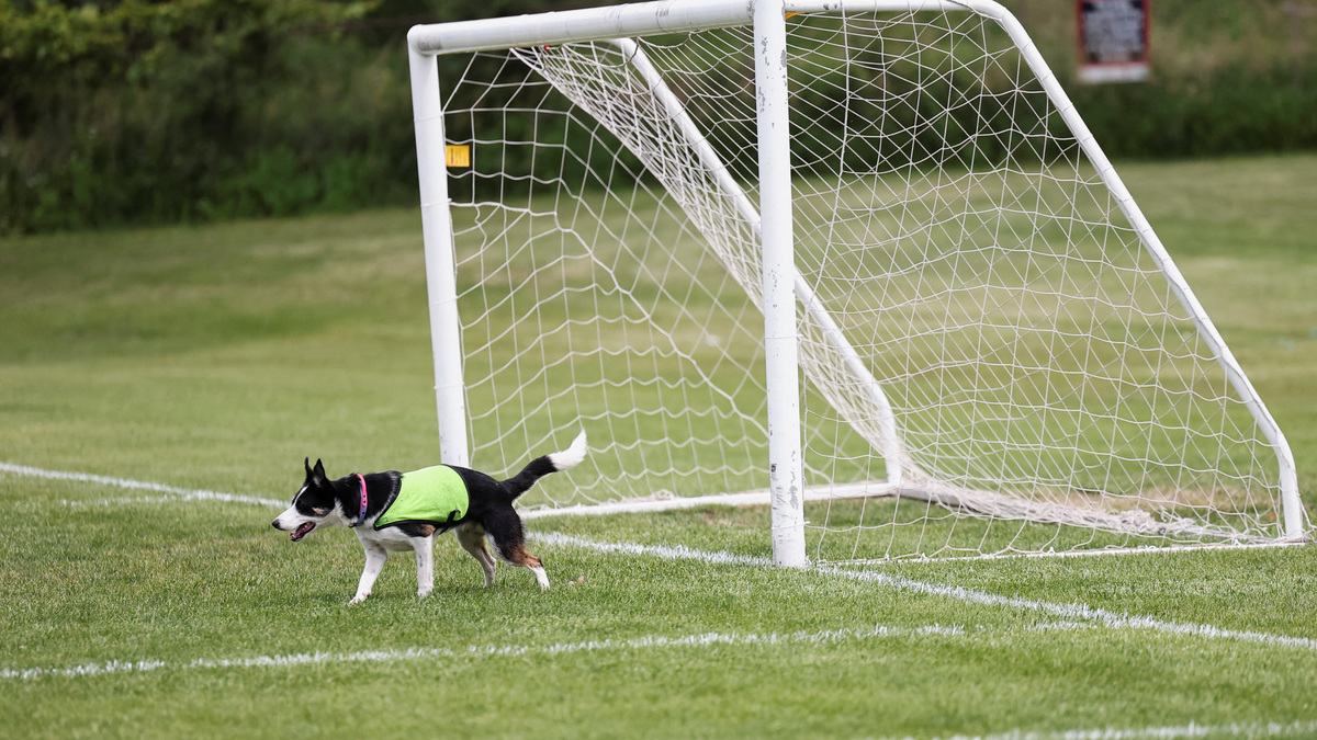 Sally, 2.5 years old, one of two border collies hired to keep Canada geese off a FIFA World Cup training pitch, stands at a goal post at a soccer field at the Centennial Park in Toronto, Canada, June 24, 2026. REUTERS/Thomas Mukoya