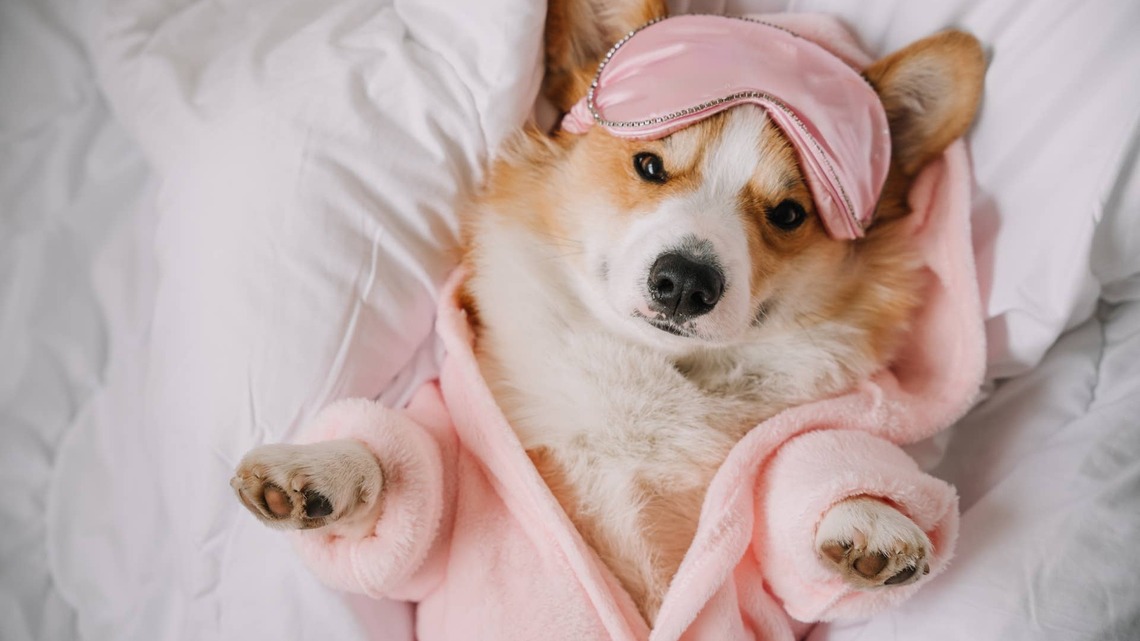 This Senior Corgi Is Getting Groomed, and He Couldn't Be More Unbothered