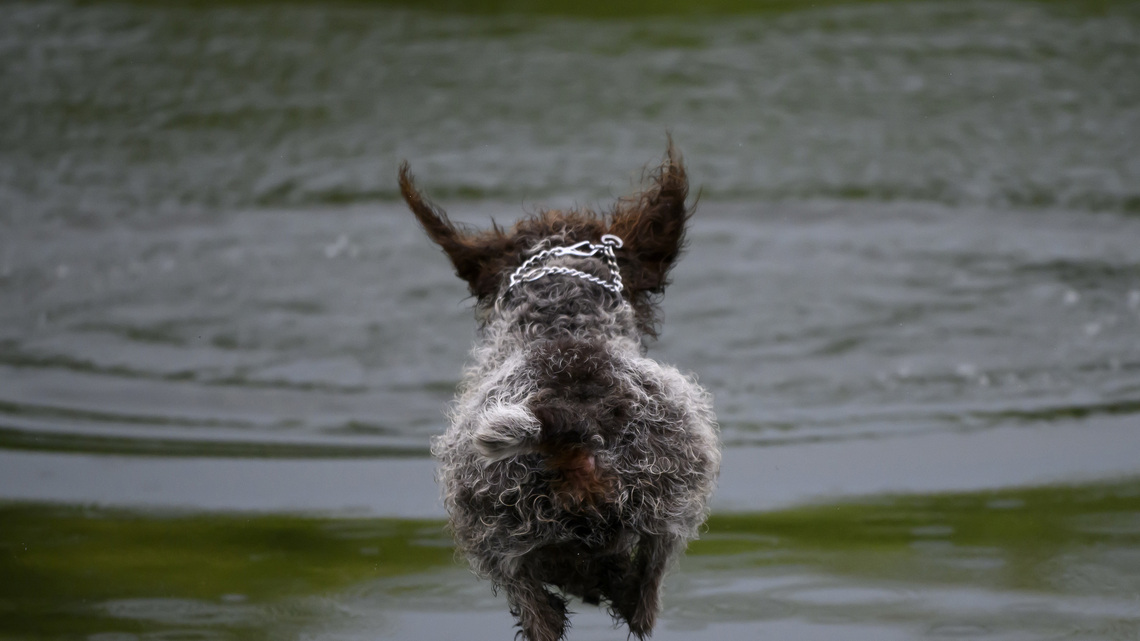 It's like a dog Olympics, except skill and training are optional