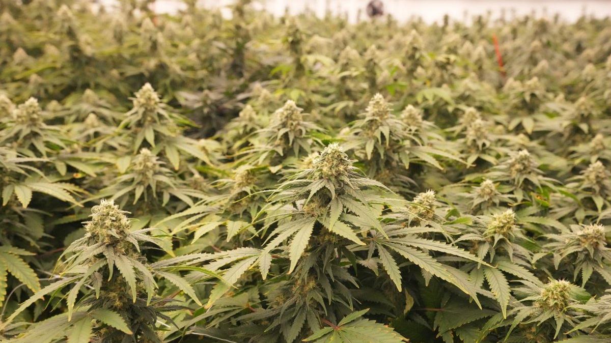 The Trump administration reclassified cannabis as a Schedule III which could lift some barriers for research. File Photo by Bill Greenblatt/UPI