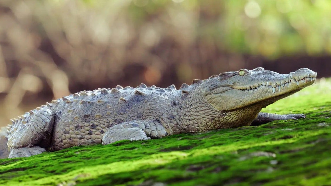 Crocodile dies of apparent lead poisoning in Florida's first-known case 