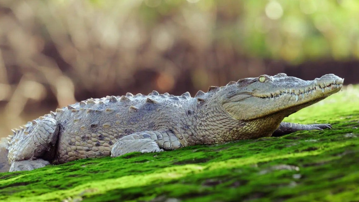 Crocodile dies of apparent lead poisoning in Florida's first-known case ...