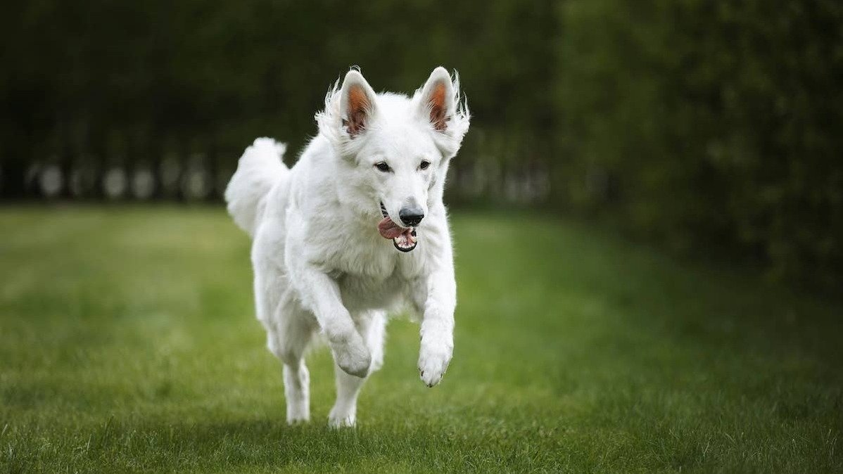 White dog running outside. 