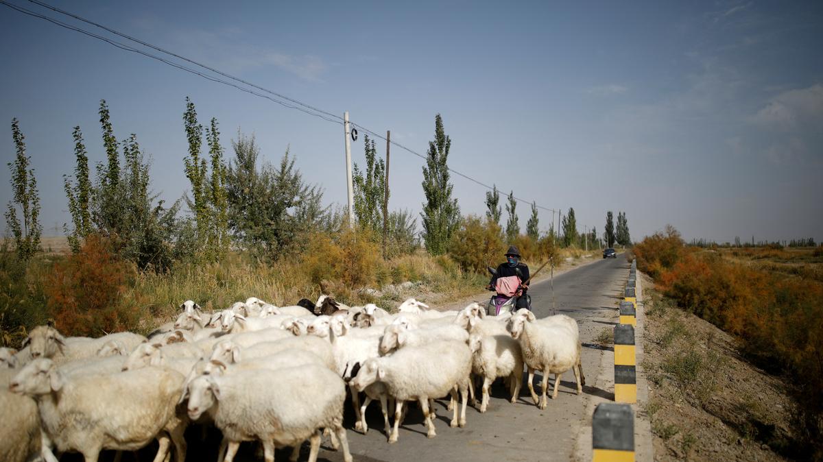 FILE PHOTO: Lv Tusong, 45, herds his sheep on a scooter in a village near the edge of the Gobi desert on the outskirts of Yumen, Gansu province, China, September 29, 2020. REUTERS/Carlos Garcia Rawlins/File Photo