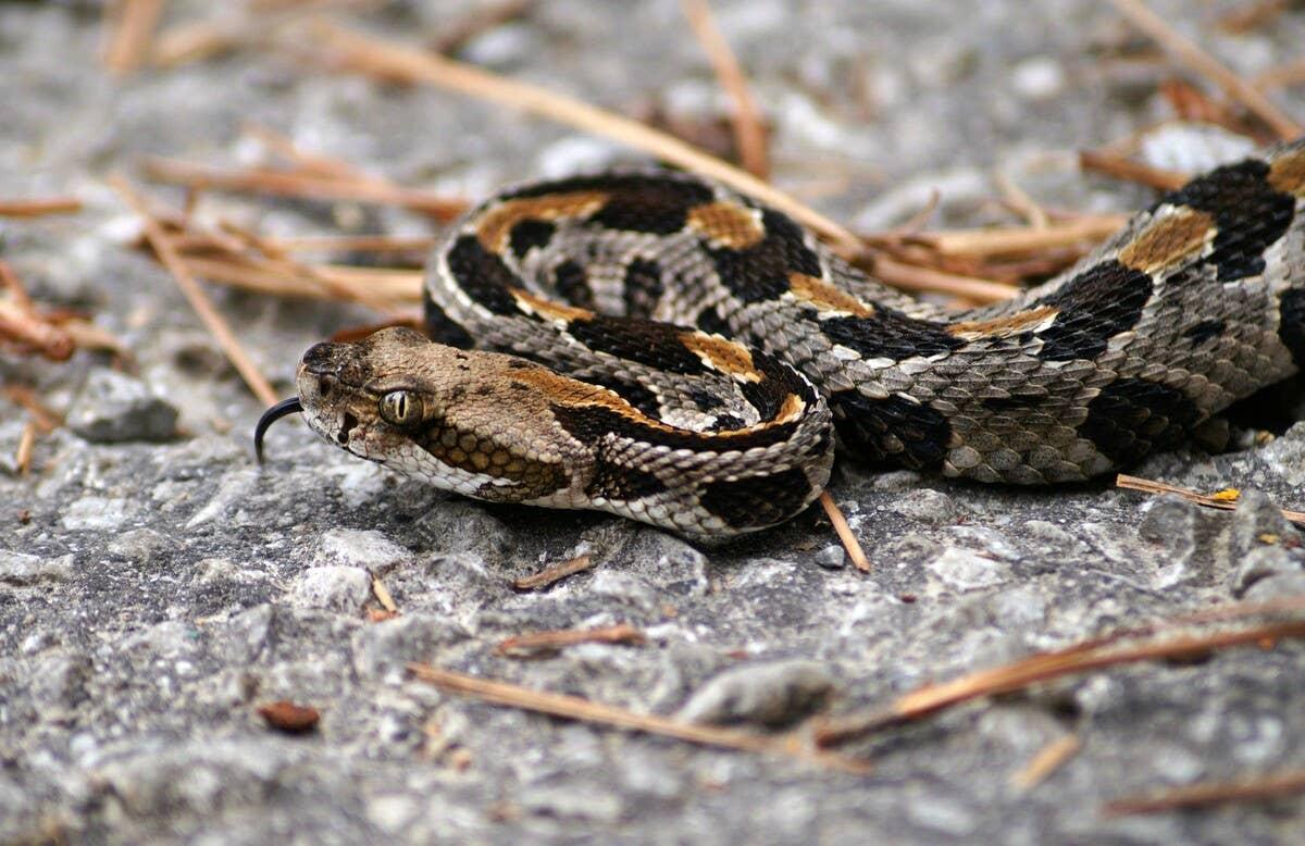  Rattlesnake spottings in Missouri are mostly during the summer months.