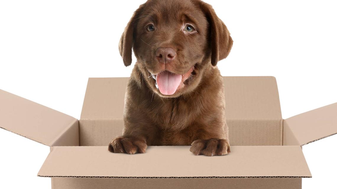 Chocolate Lab Loves Fetching Packages, but There's Just One Problem 
