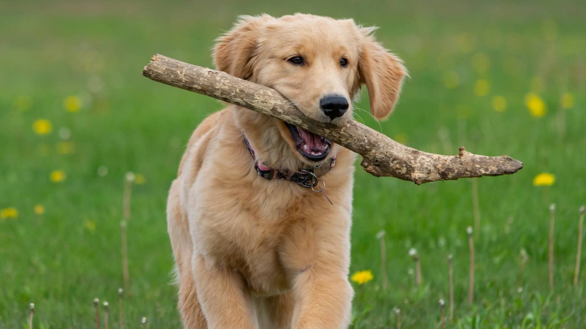 golden retriever + stick. 