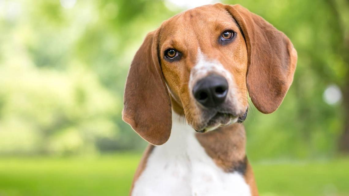 American Foxhound outdoors. 