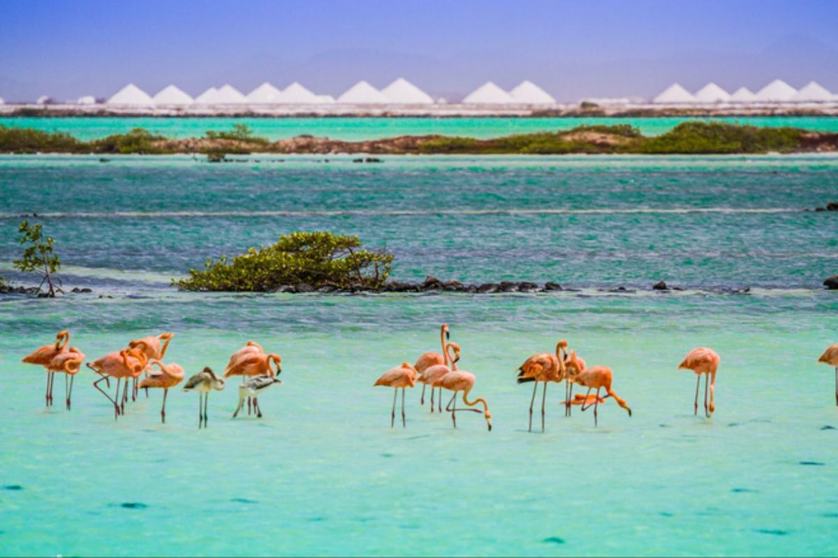 Flamingos inside Bonaire's Washington Slagbaai National Park. Photo credit: Bonaire Tourism.