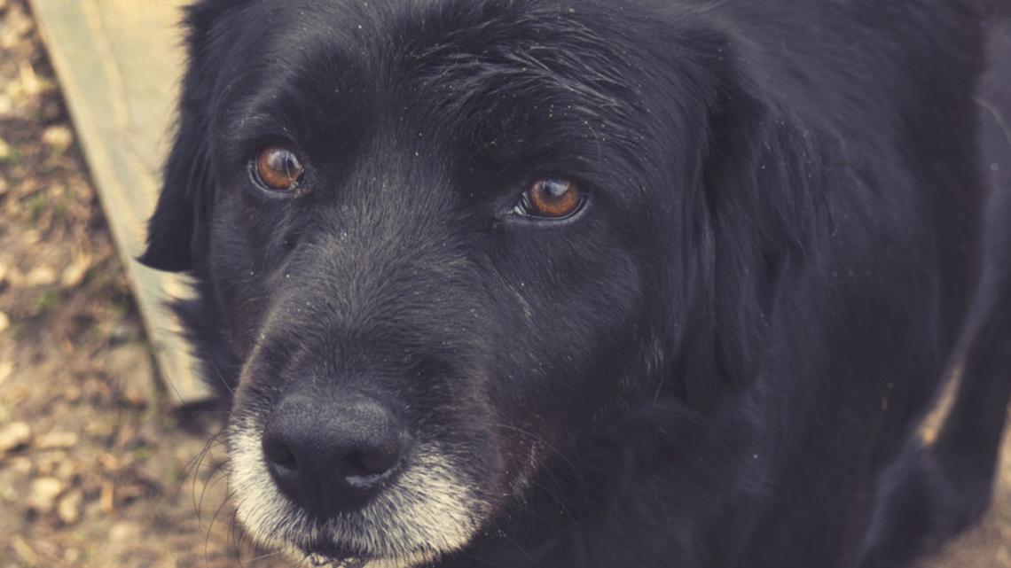 Senior Dog's Confusion Over Being Surrendered to a Shelter Has Us All in Tears 