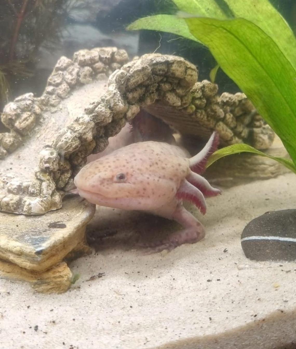  The Mexican axolotl named Dippy D in its tank. (Melanie Hill via SWNS) 