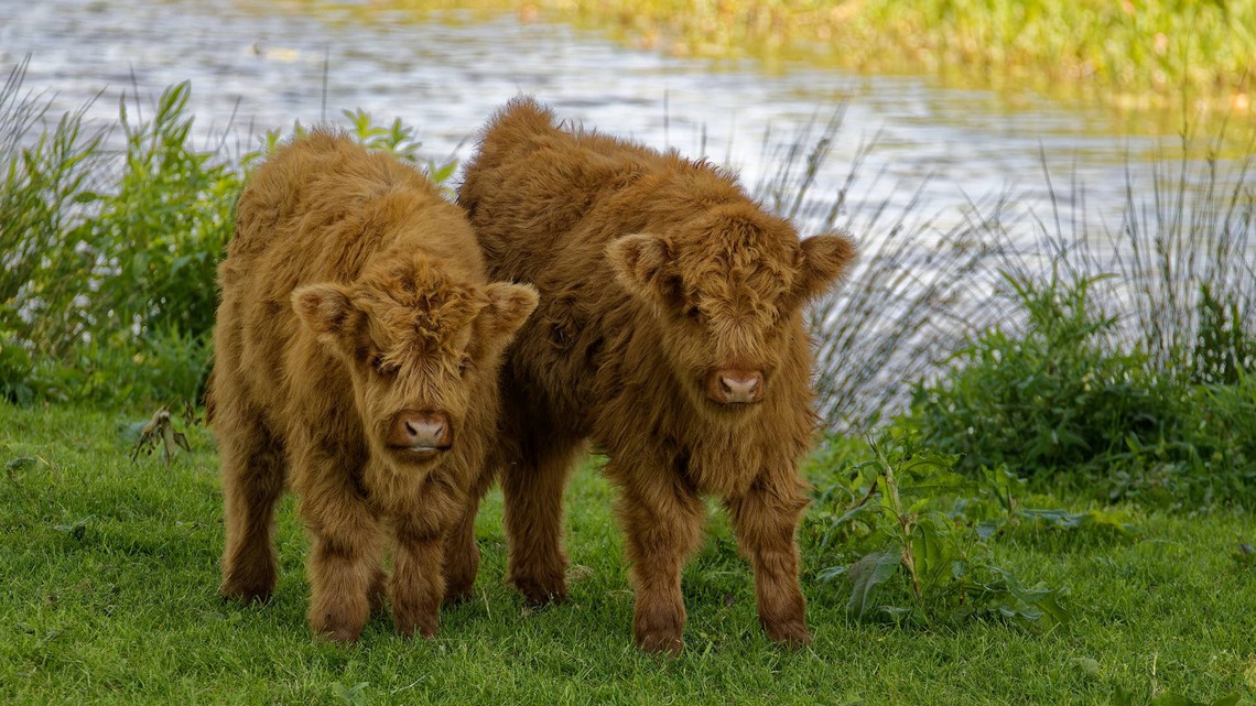 This Pet Parent Details Everything You Need To Know About a Mini Cow, and It's Ultra Cute 