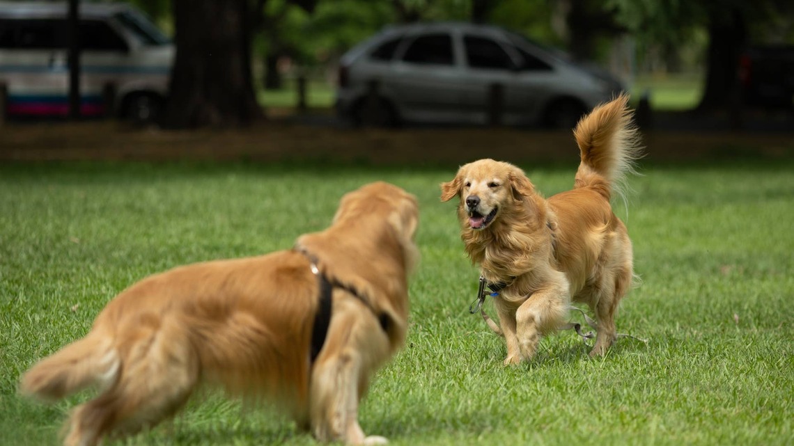 Golden Retrievers Turn the Living Room Into Their Own Parkour Playground the Second Mom Leaves the House 