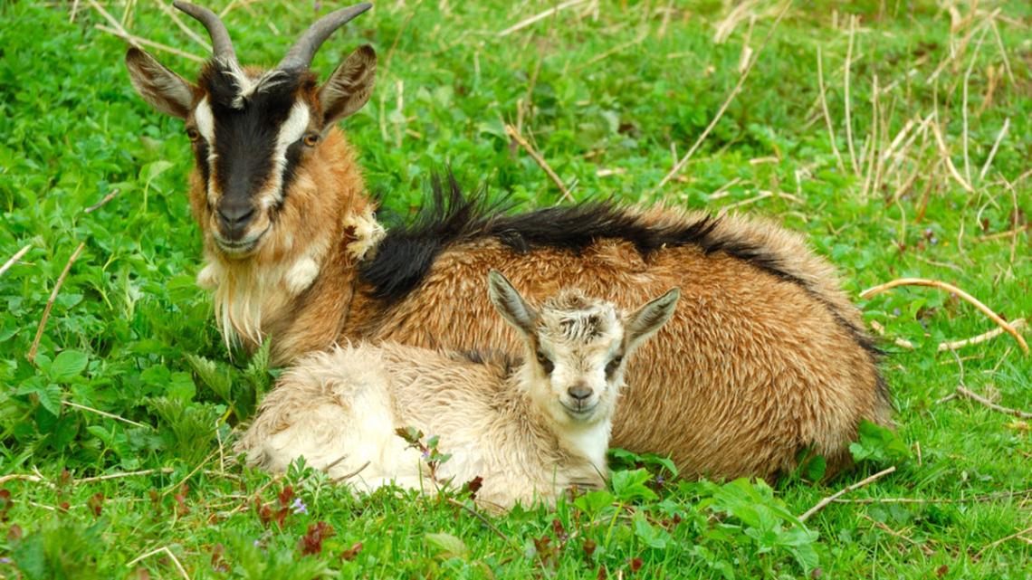 Screaming Goat Asking Mom for Help With Her New Babies Is Cracking Everybody Up 