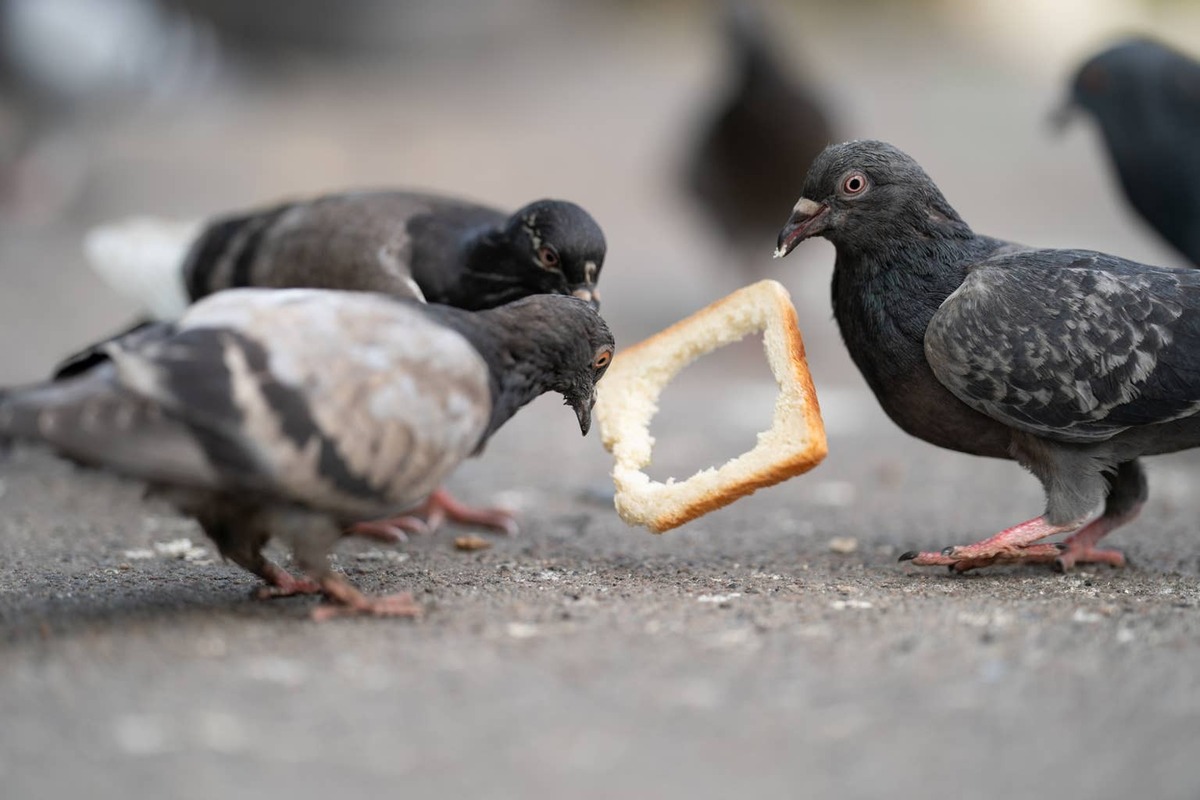  A close-up shot of several pigeons pecking at pieces of bread.