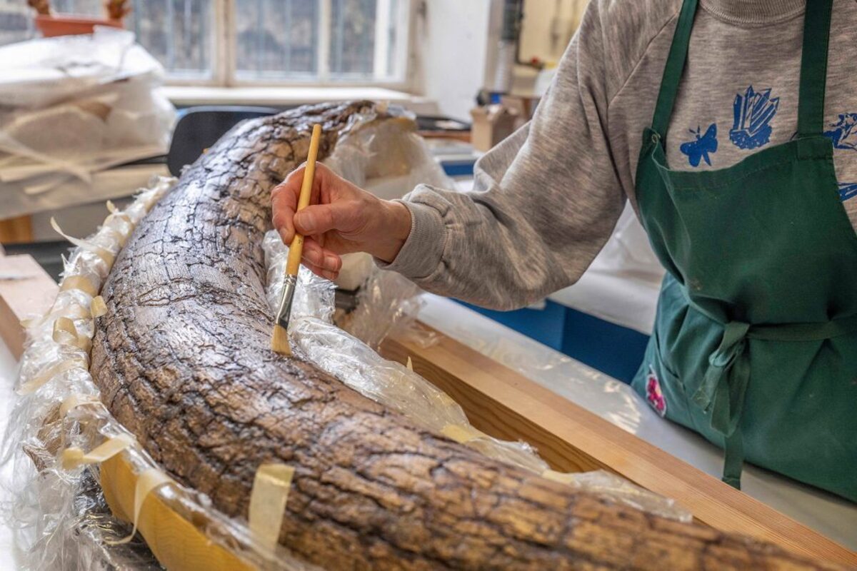  The mammoth's tusk in the paleontological preparation laboratory of the Bavarian State Collections of Natural History. (K. Hagemann / SNSB via SWNS) 