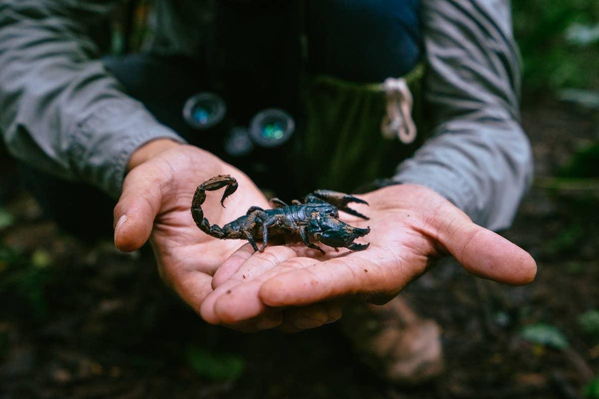  A fierce scorpion being held by someone with an October birth month.