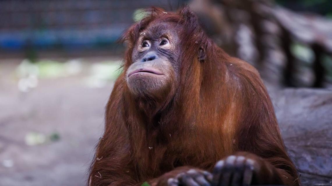 Orangutan Suffers Heartbreaking Loss After Giving Birth to Stillborn Twins 