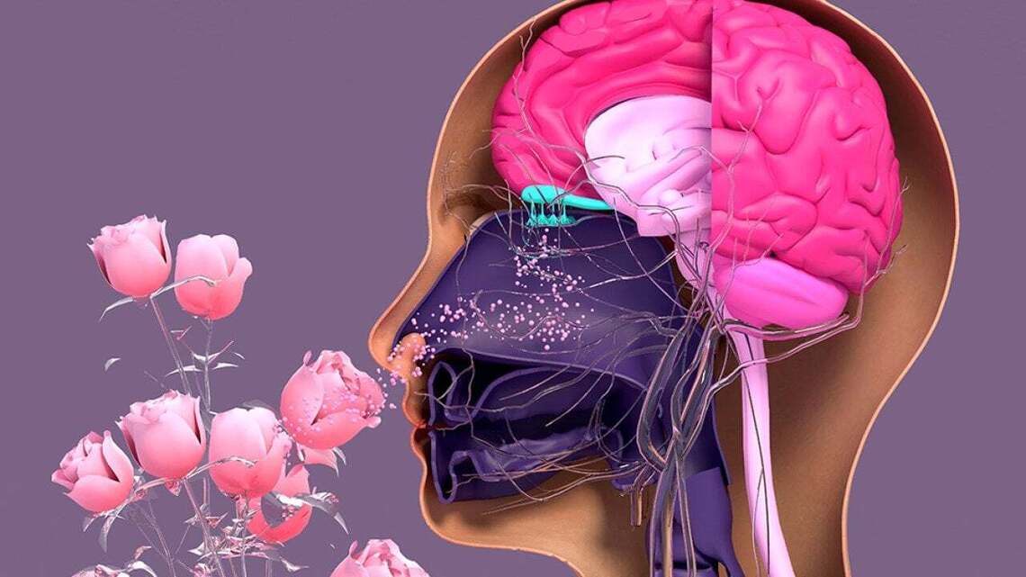 When the ability to smell goes away 