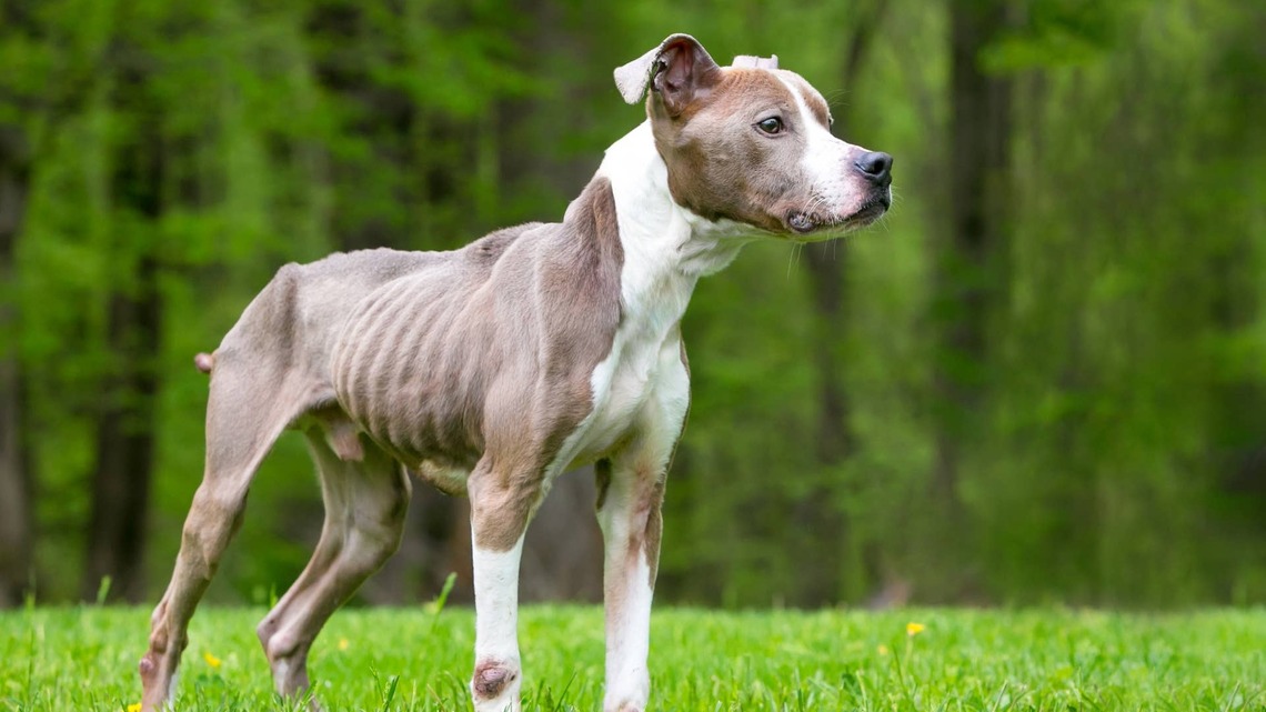 Woman Finds Mama Dog Dumped on the Side of the Road, Then Makes an Even Sadder Realization 