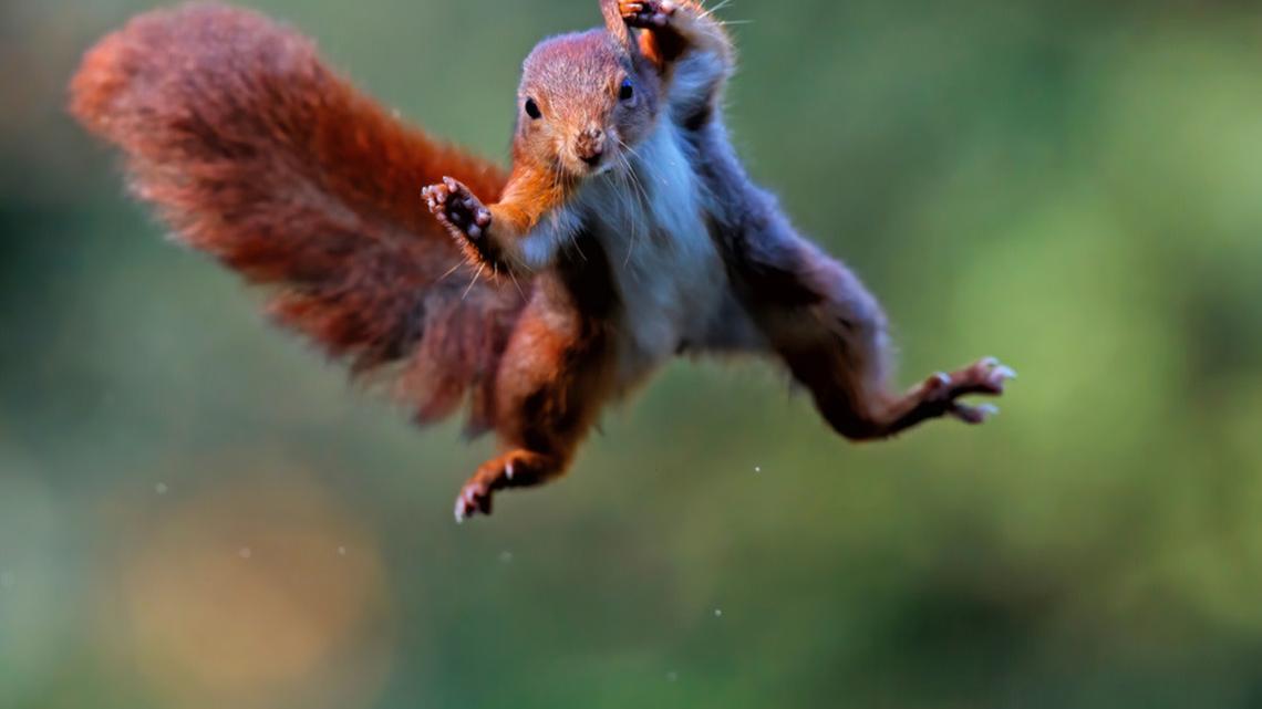Woman's Reaction to Her Cats Chasing a Flying Squirrel in the House Is LOL Funny 