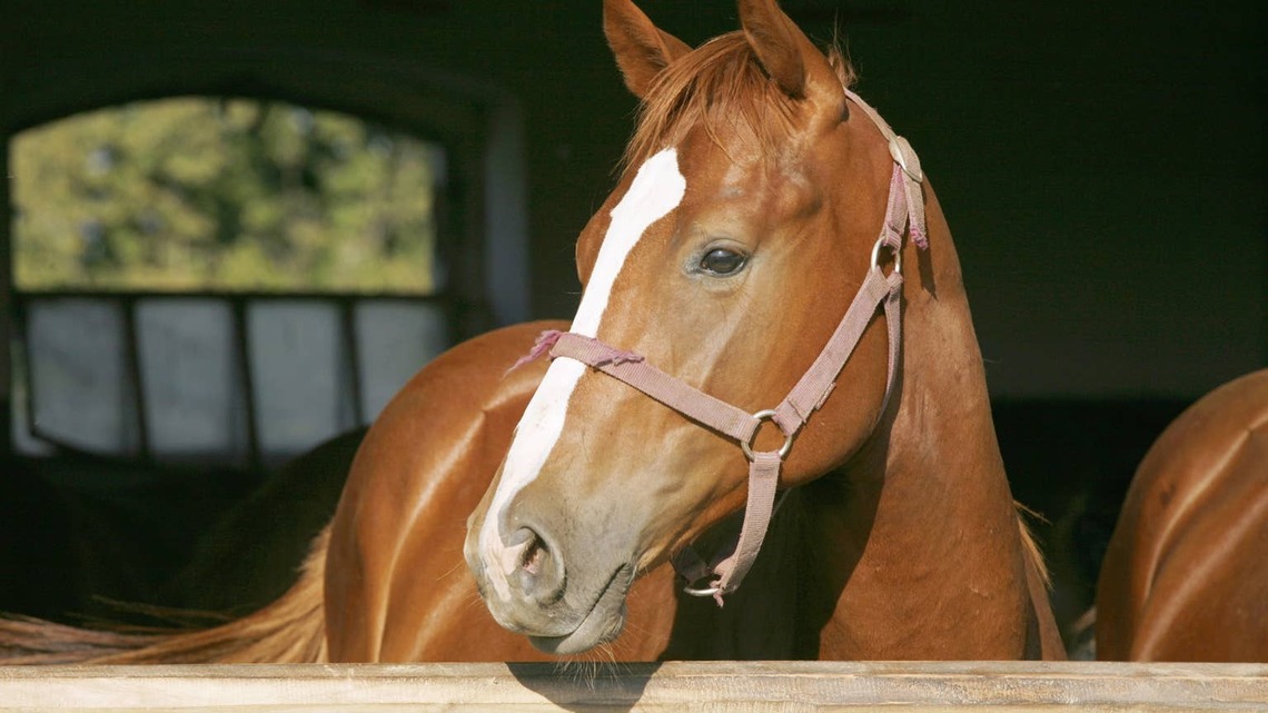This Horse and Dog's Friendship Feels Straight Out of a Storybook 