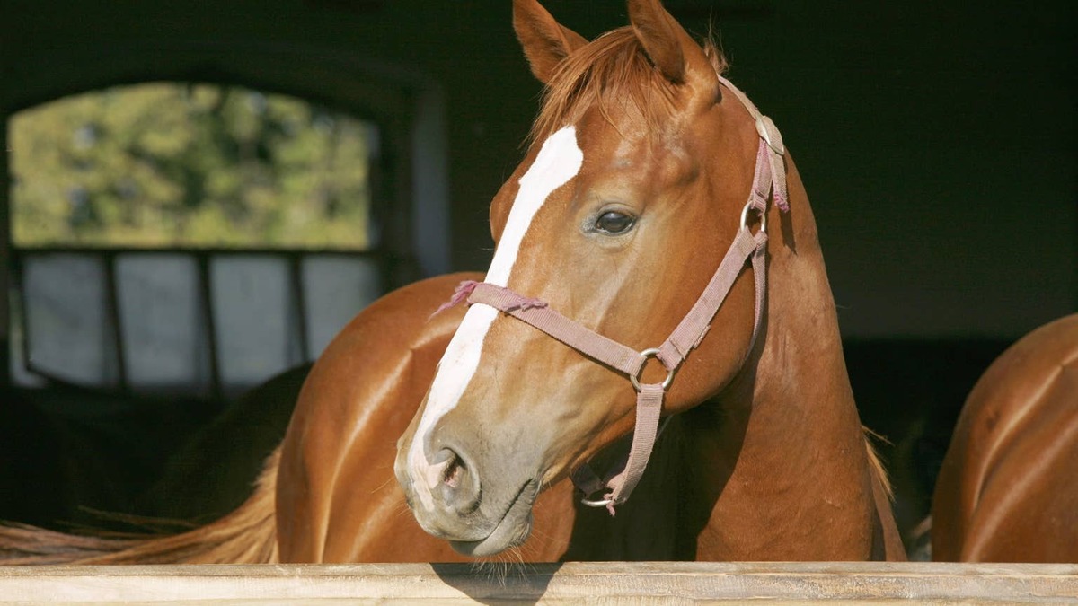 horse. 