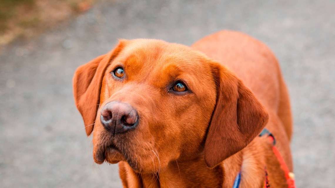 This Labrador Plays the Inside-Outside Game Every Night at the Same Time