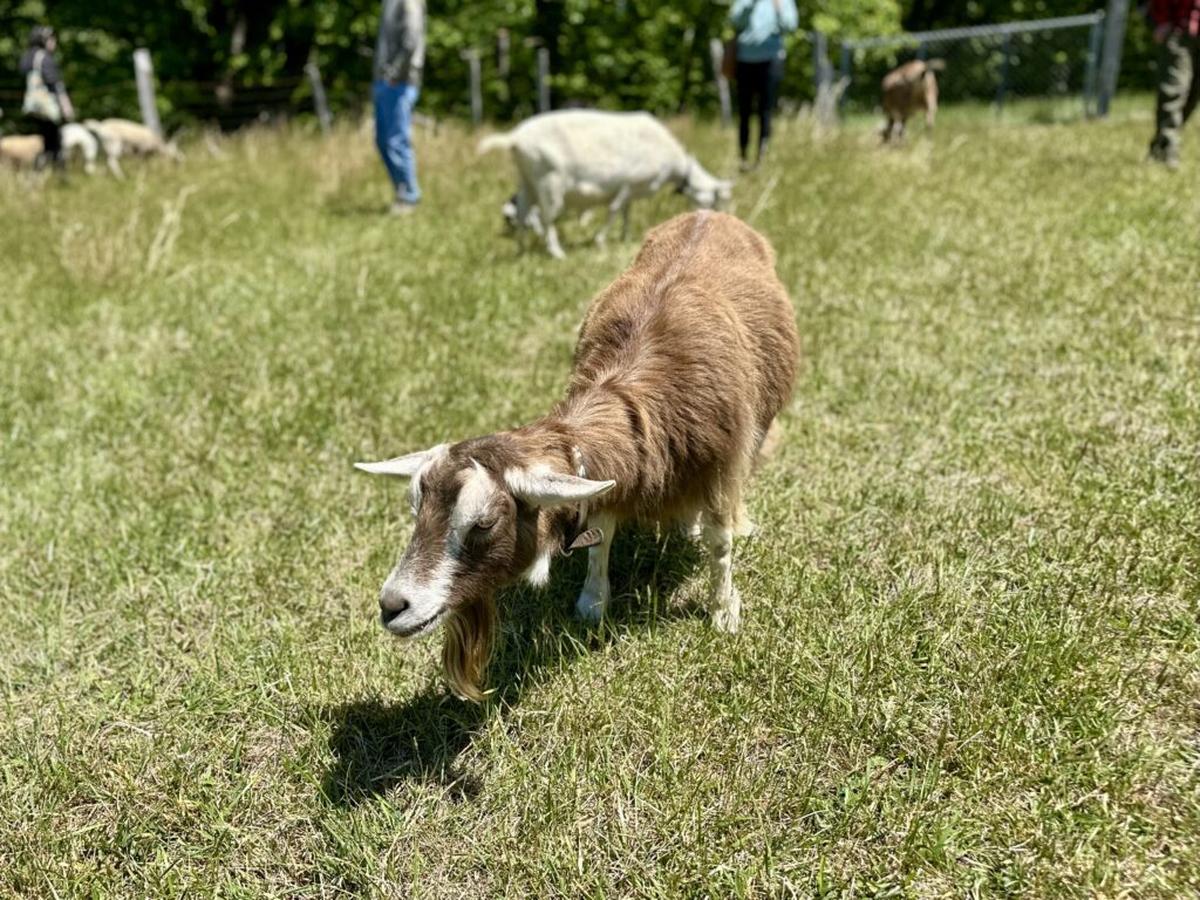  Don’t expect loving gazes from the goats. They’re very intent upon their grazing. Photo credit: Cathy Bennett Kopf 