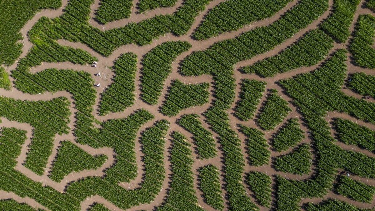 Farm builds massive mazes in form of bees and flowers